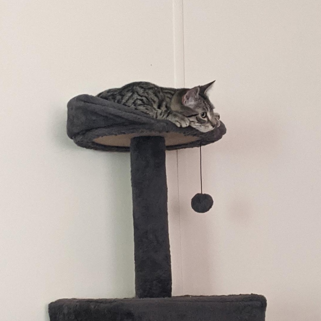 Enlarge Beanie, a ADOPTABLE Domestic Short Hair in Morden, MB image 5/5