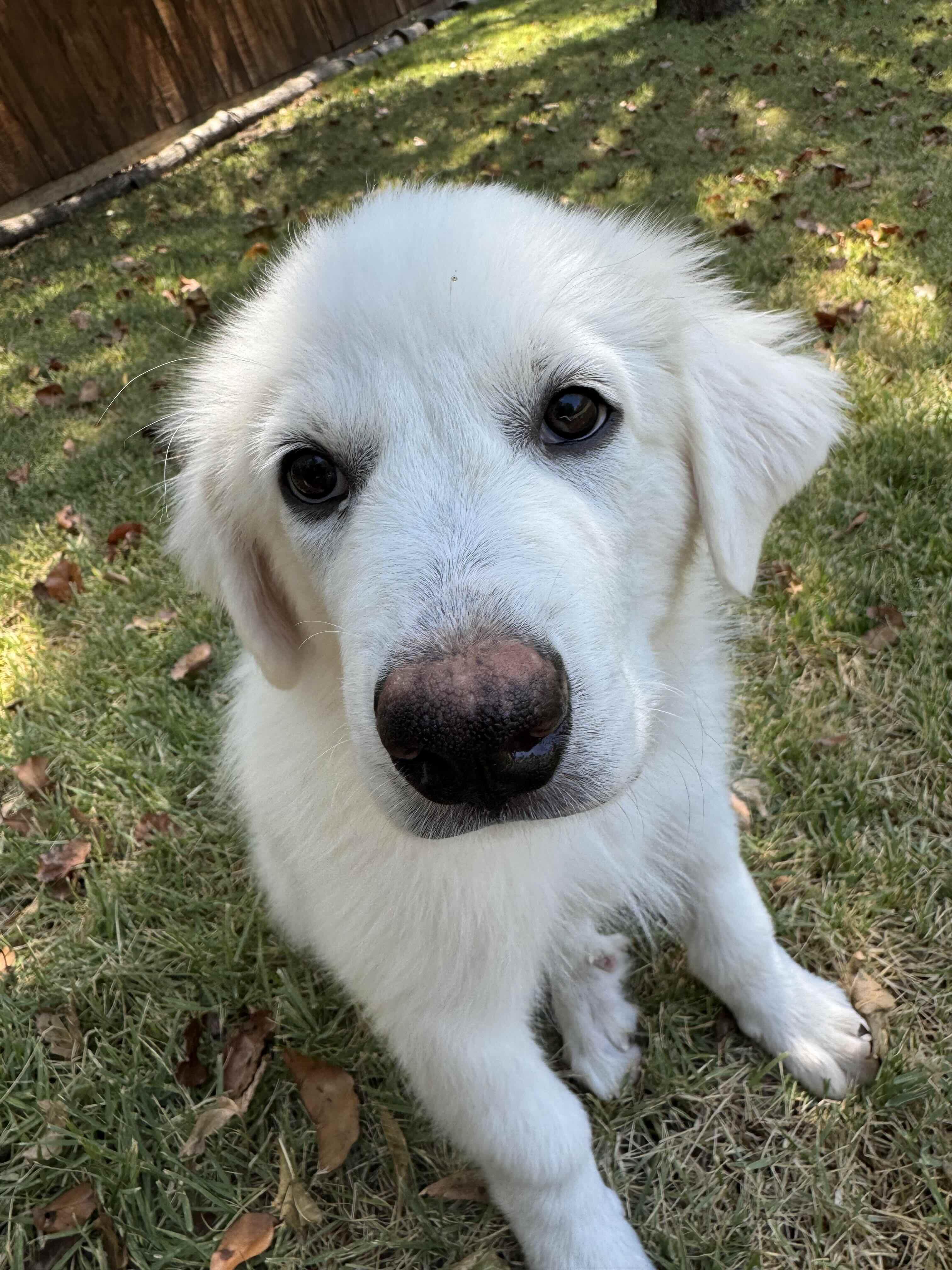 Enlarge Vozinha DFW, a Adoptable Great Pyrenees in Saint Jo, TX image 1/5