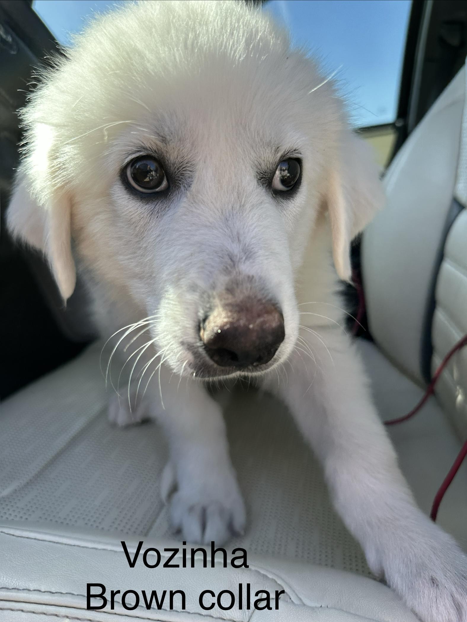 Enlarge Vozinha DFW, a Adoptable Great Pyrenees in Saint Jo, TX image 2/5