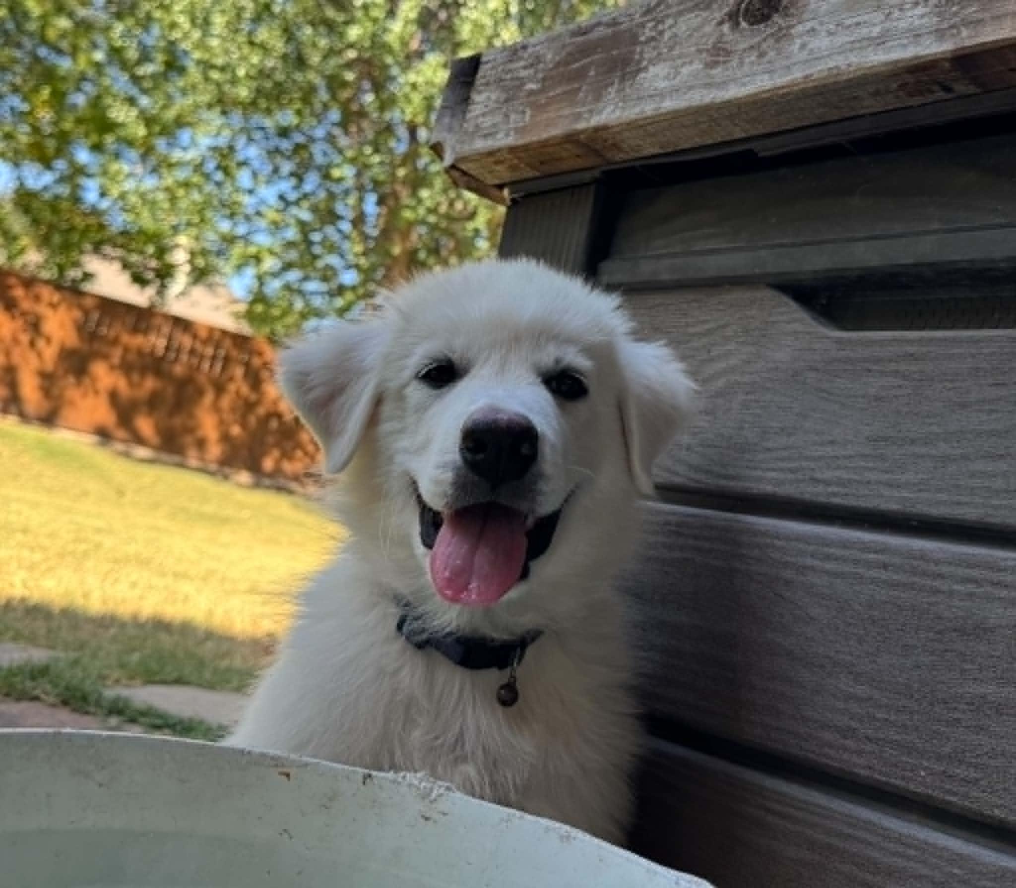 Enlarge Vozinha DFW, a Adoptable Great Pyrenees in Saint Jo, TX image 3/5