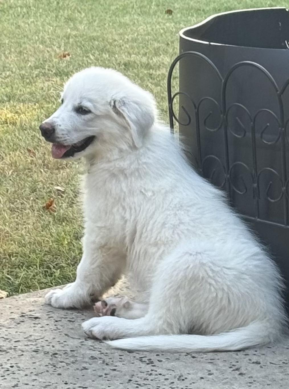 Enlarge Vozinha DFW, a Adoptable Great Pyrenees in Saint Jo, TX image 4/5