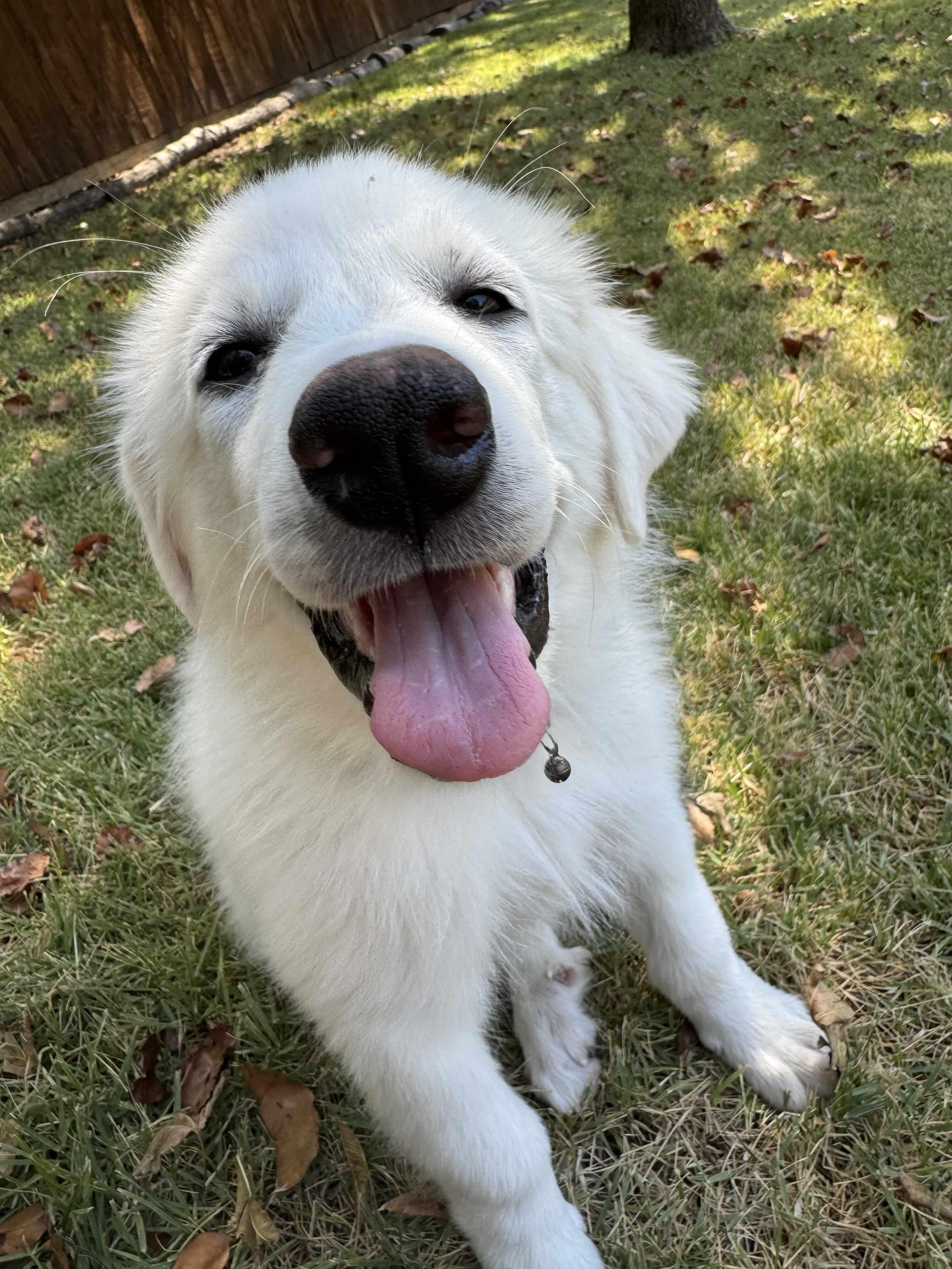 Enlarge Vozinha DFW, a Adoptable Great Pyrenees in Saint Jo, TX image 5/5