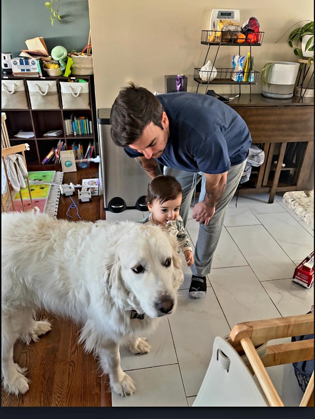 Enlarge Zima, a ADOPTABLE Great Pyrenees in Cortlandt Manor, NY image 3/5