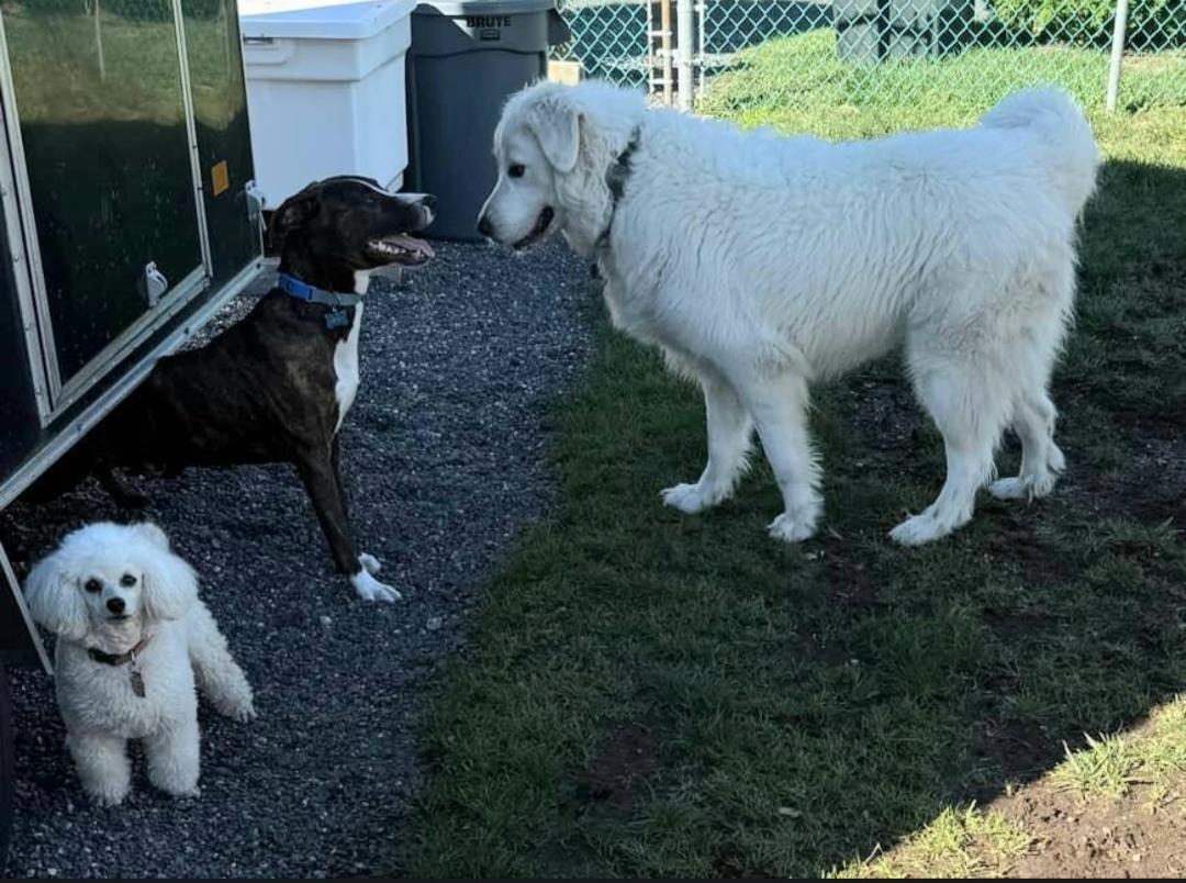 Enlarge Zima, a ADOPTABLE Great Pyrenees in Cortlandt Manor, NY image 2/5