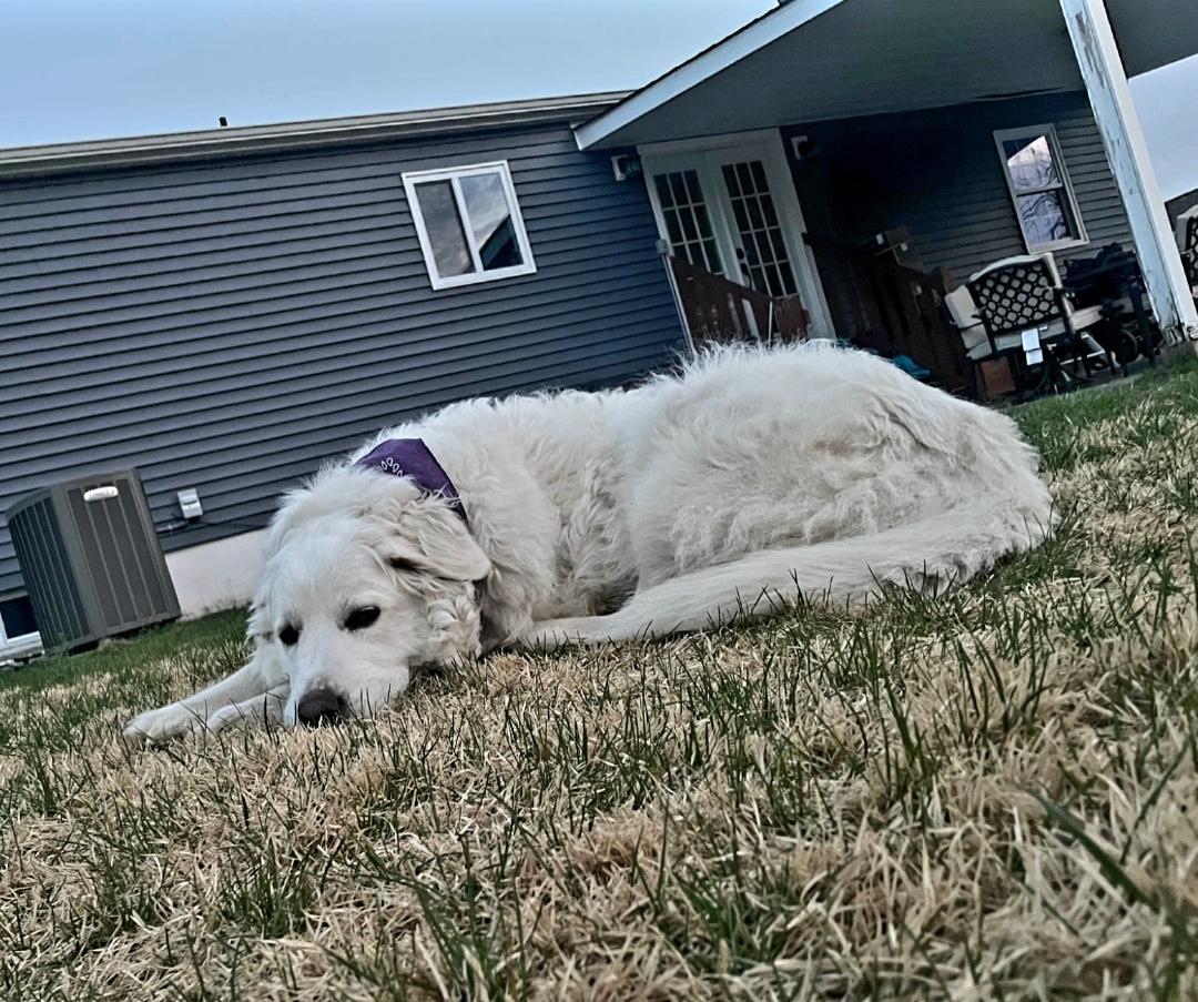 Enlarge Zima, a ADOPTABLE Great Pyrenees in Cortlandt Manor, NY image 4/5