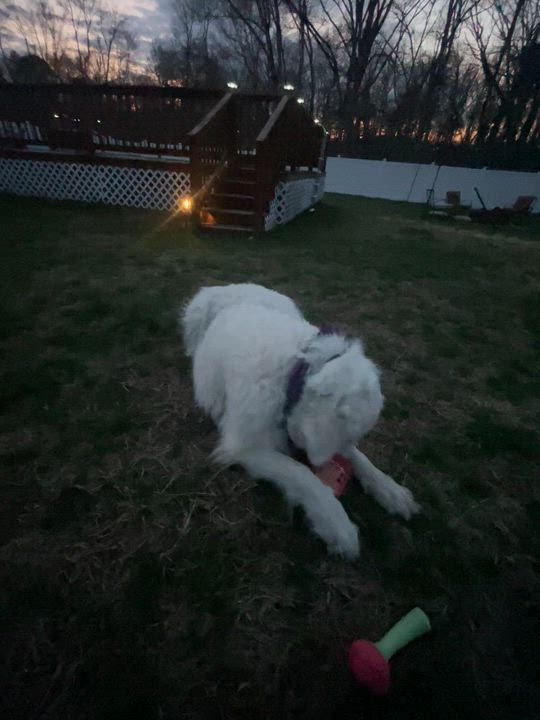 Enlarge Zima, a ADOPTABLE Great Pyrenees in Cortlandt Manor, NY video 5/5