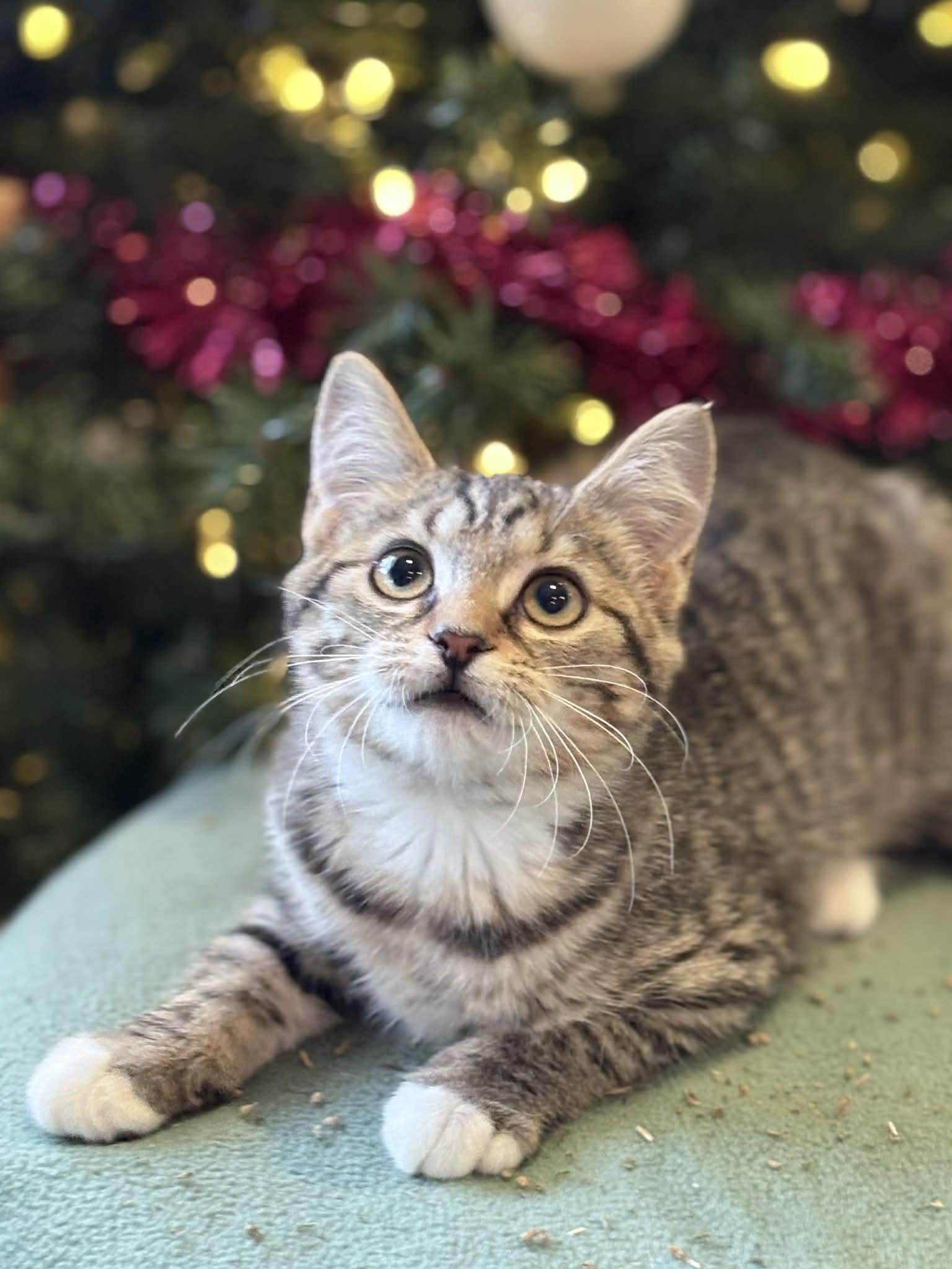 Enlarge Foxxy, a Adoptable American Shorthair in Barboursville, WV image 1/1
