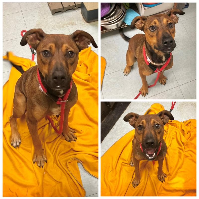 Poppi, ADOPTABLE, Adult Female Coonhound.