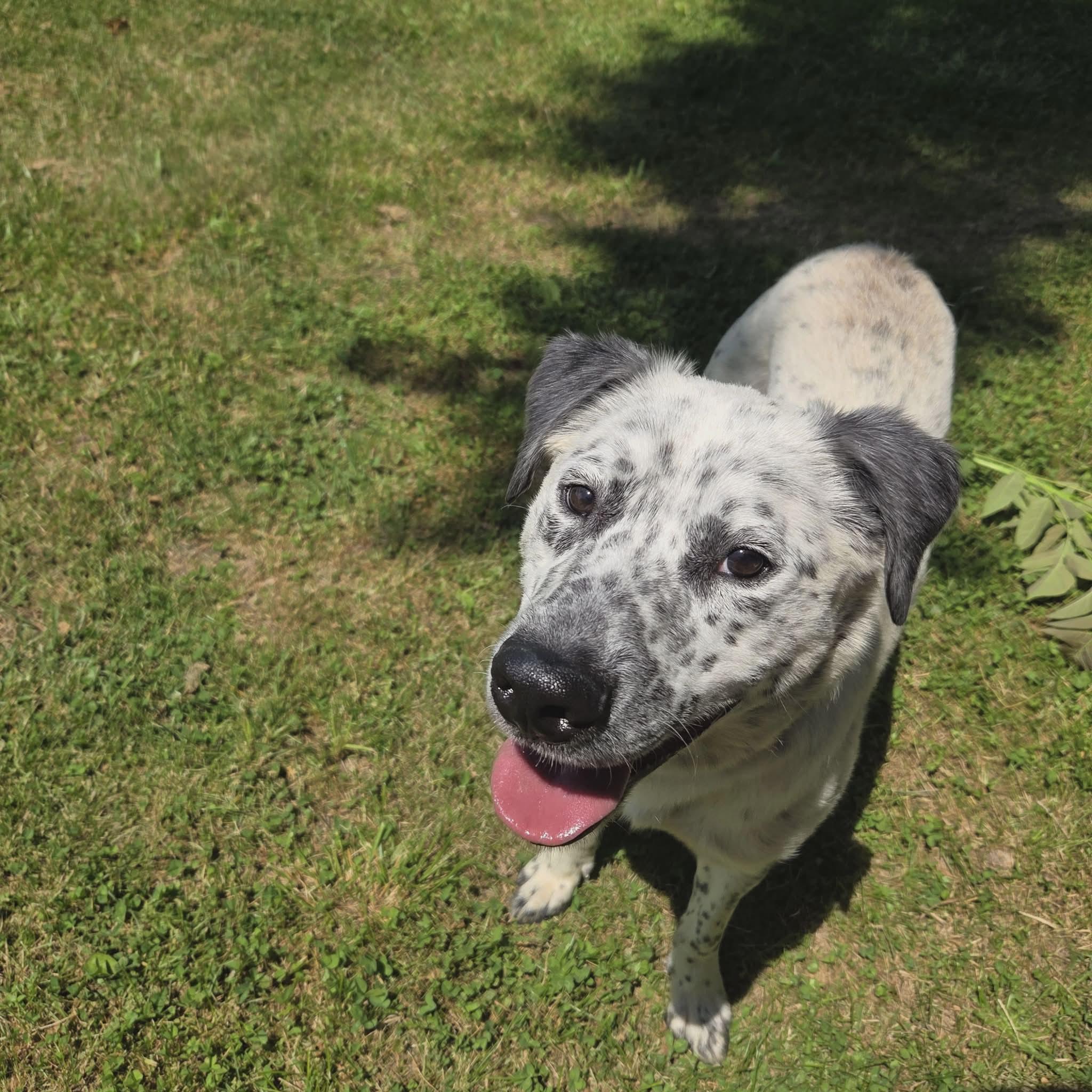 Enlarge Romeo, a Adoptable Mixed Breed in Moundsville, WV image 1/2