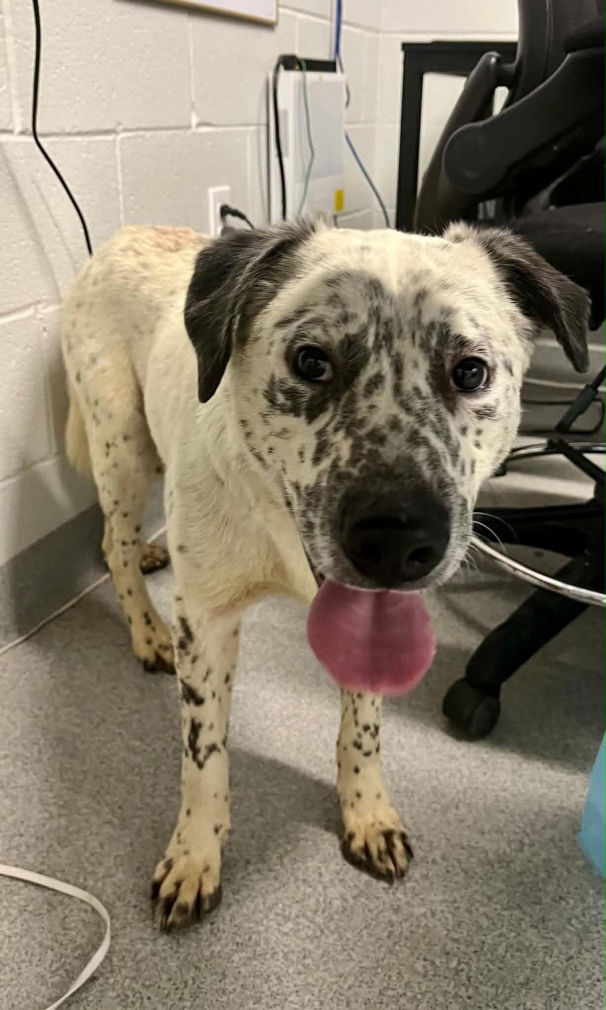 Enlarge Romeo, a Adoptable Mixed Breed in Moundsville, WV image 2/2