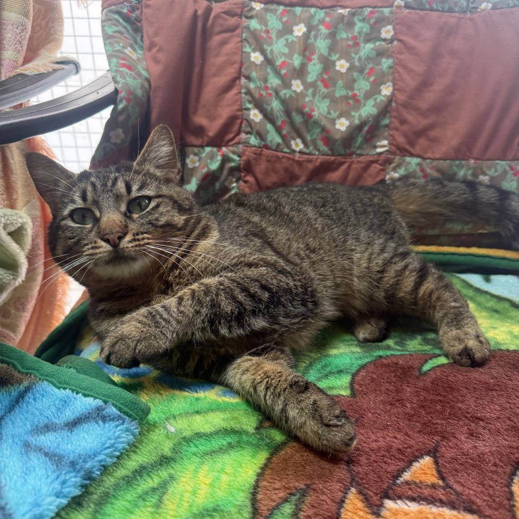 Katrina, Adoptable, Adult Female Domestic Medium Hair.
