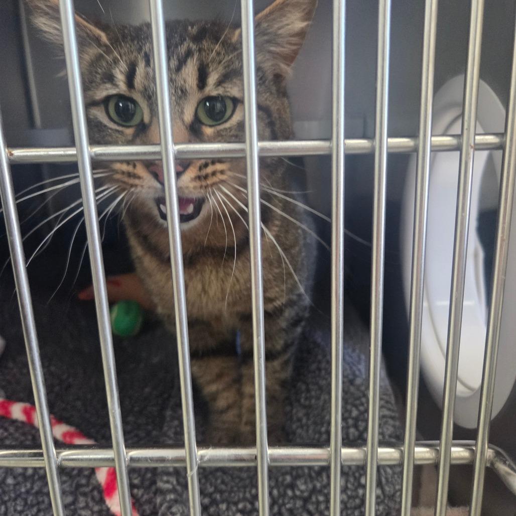 Enlarge Katrina, a Adoptable Domestic Medium Hair in Fort Bragg, CA image 2/3