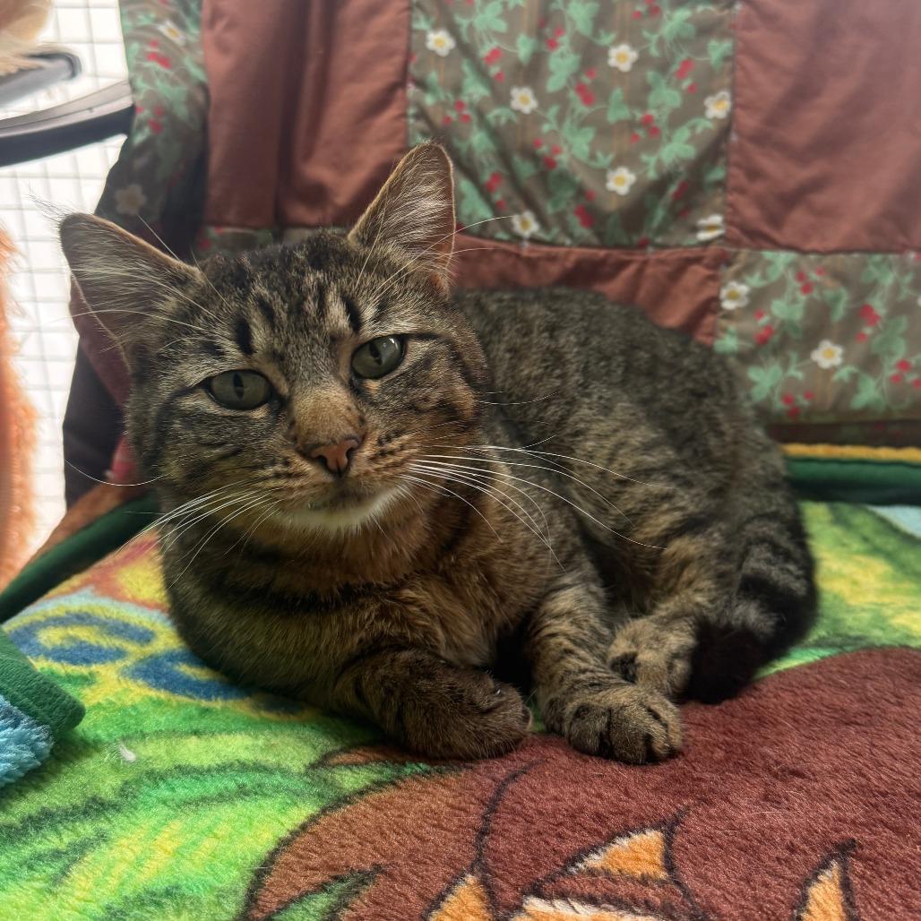 Enlarge Katrina, a Adoptable Domestic Medium Hair in Fort Bragg, CA image 3/3