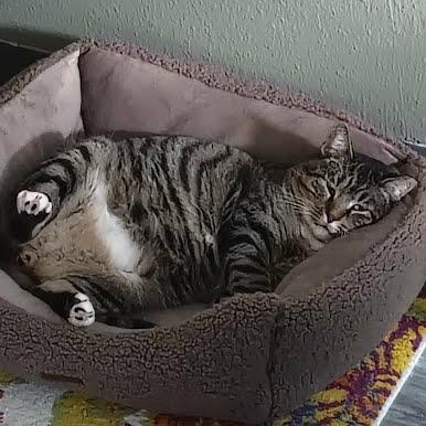 Enlarge Baba COURTESY POST, a Adoptable mixed breed in Sacramento, CA image 3/3