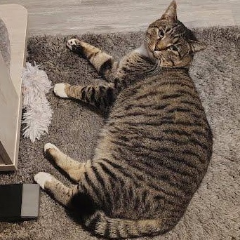 Baba COURTESY POST, Adoptable, Adult Male Tabby & Domestic Short Hair.