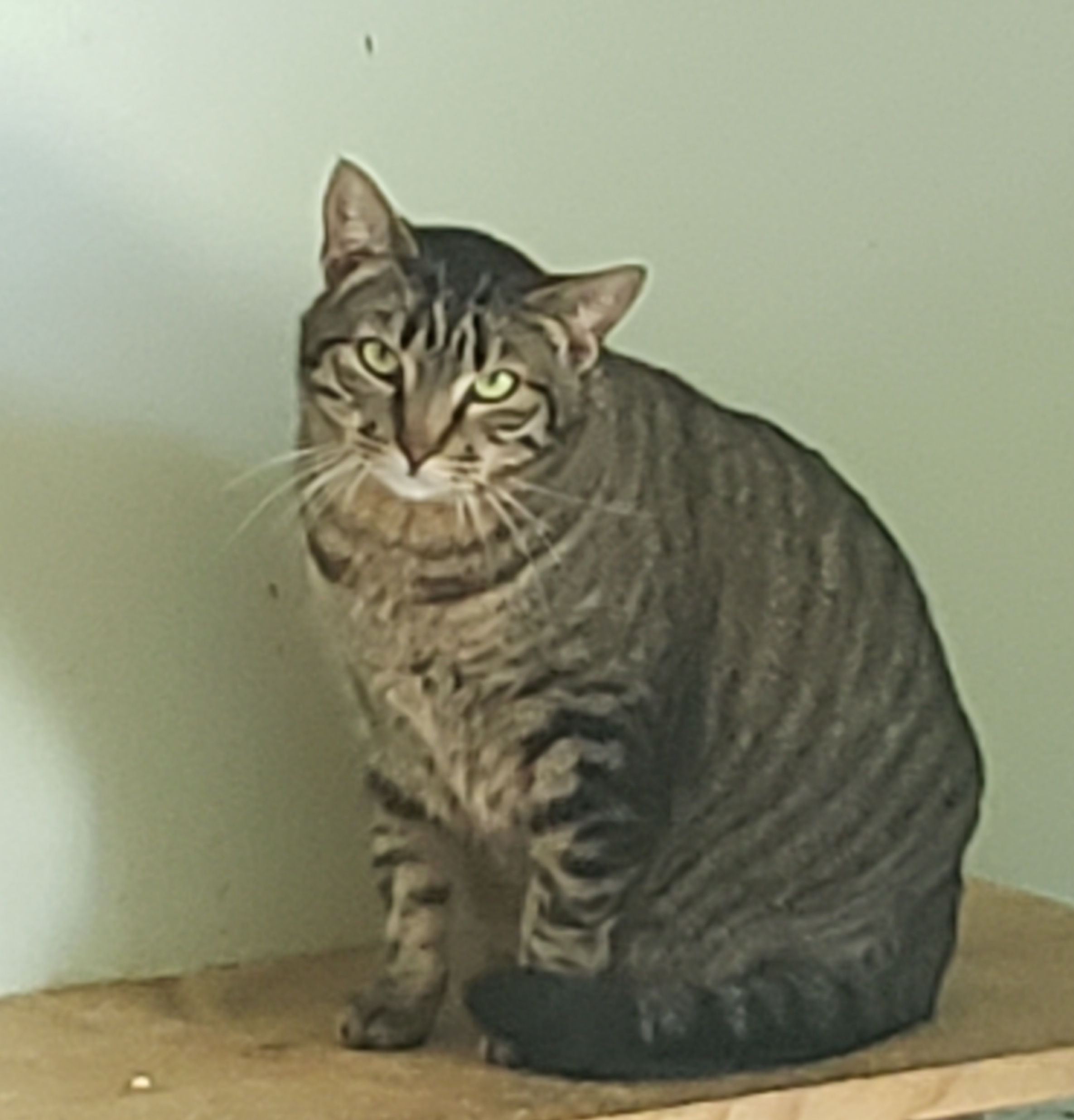 Enlarge Tinker, a Adoptable Domestic Short Hair in Henrietta, TX image 2/3