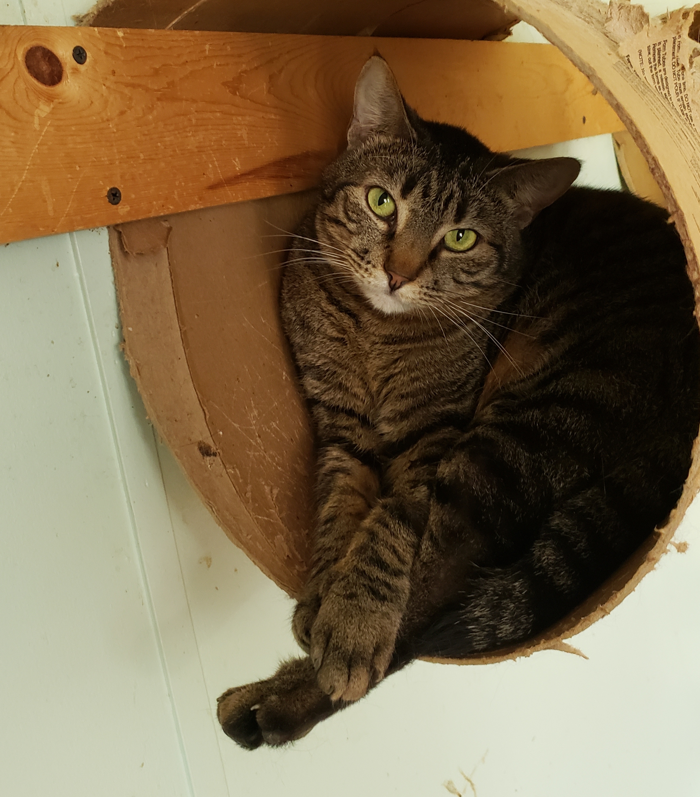 Enlarge Tinker, a Adoptable Domestic Short Hair in Henrietta, TX image 3/3