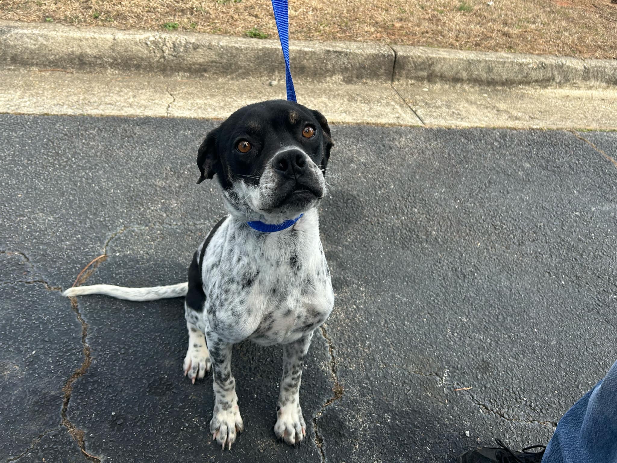 Dog for adoption Lola, a Boxer & Labrador Retriever Mix in