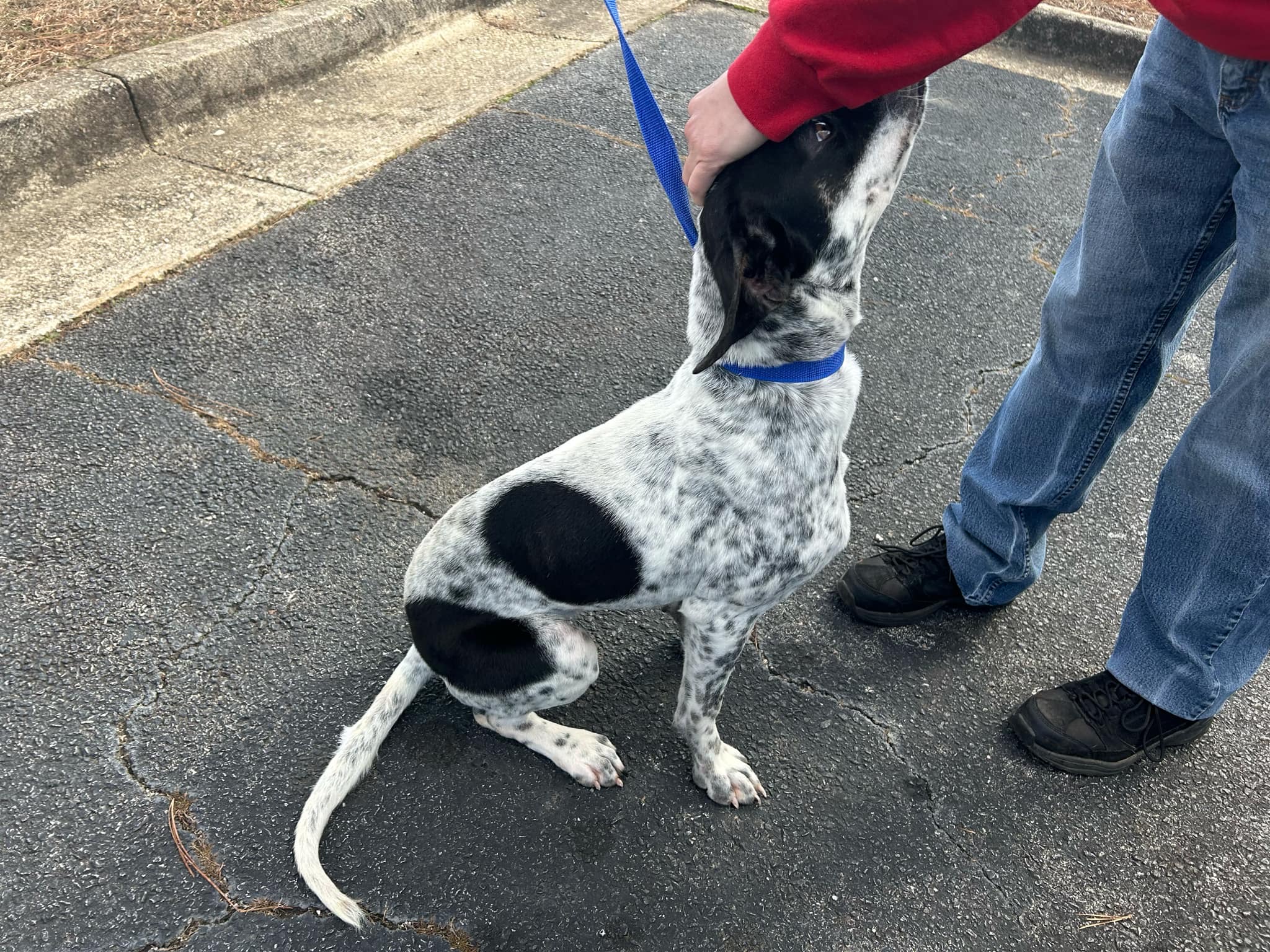 Dog for adoption Lola, a Boxer & Labrador Retriever Mix in