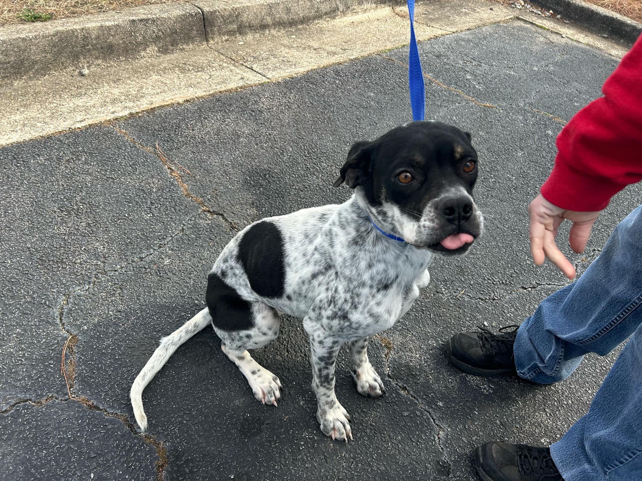 Dog for adoption Lola, a Boxer & Labrador Retriever Mix in