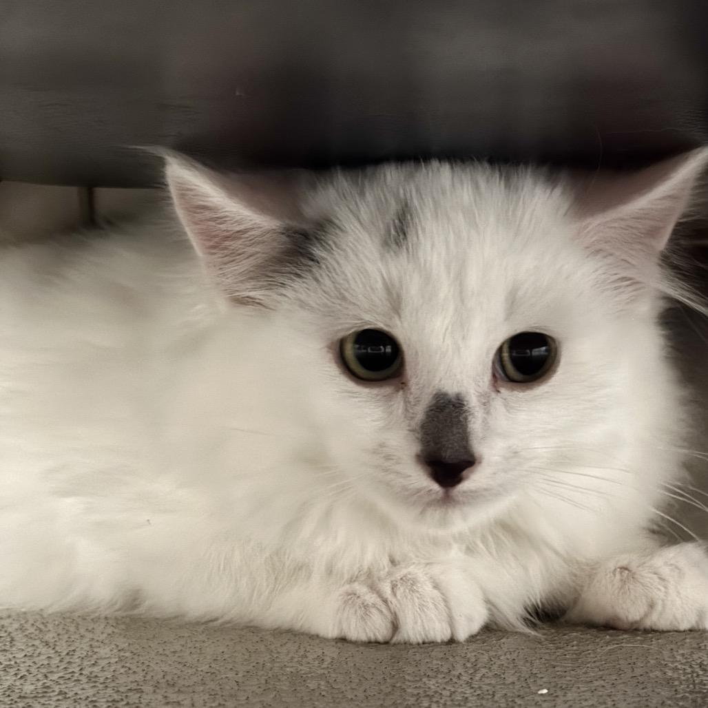 Enlarge Blake, a Adoptable Domestic Short Hair in Redwood Falls, MN image 1/1