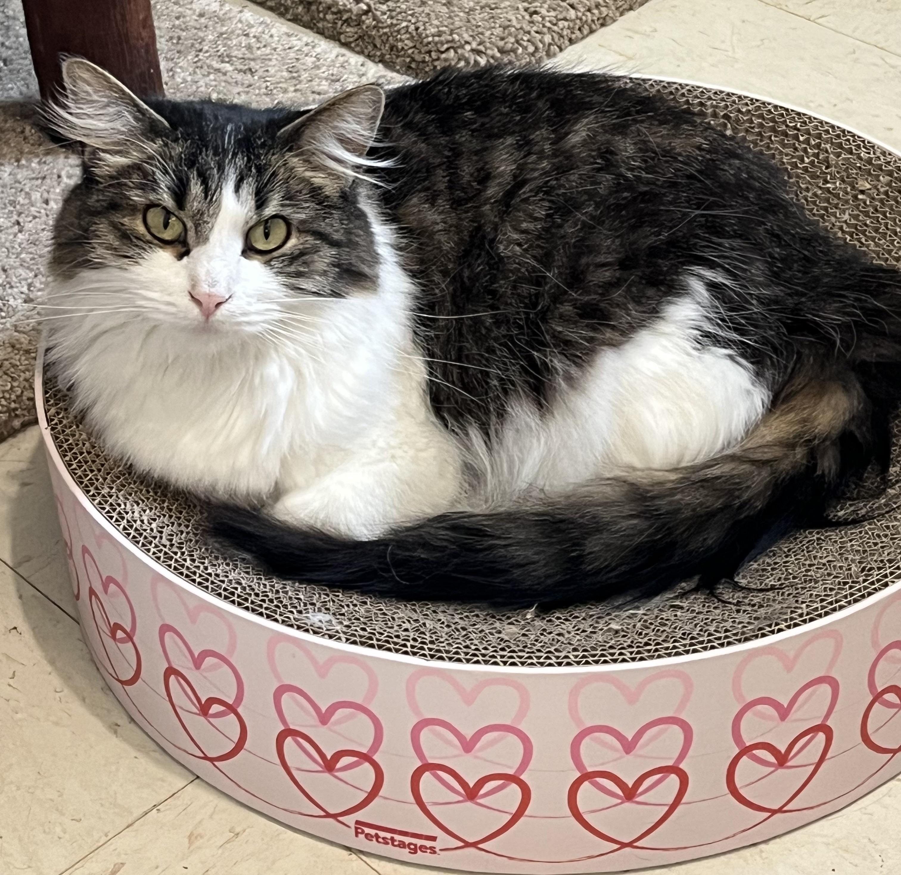 Lacey, a Adoptable Domestic Medium Hair in Moline, IL image 5/5