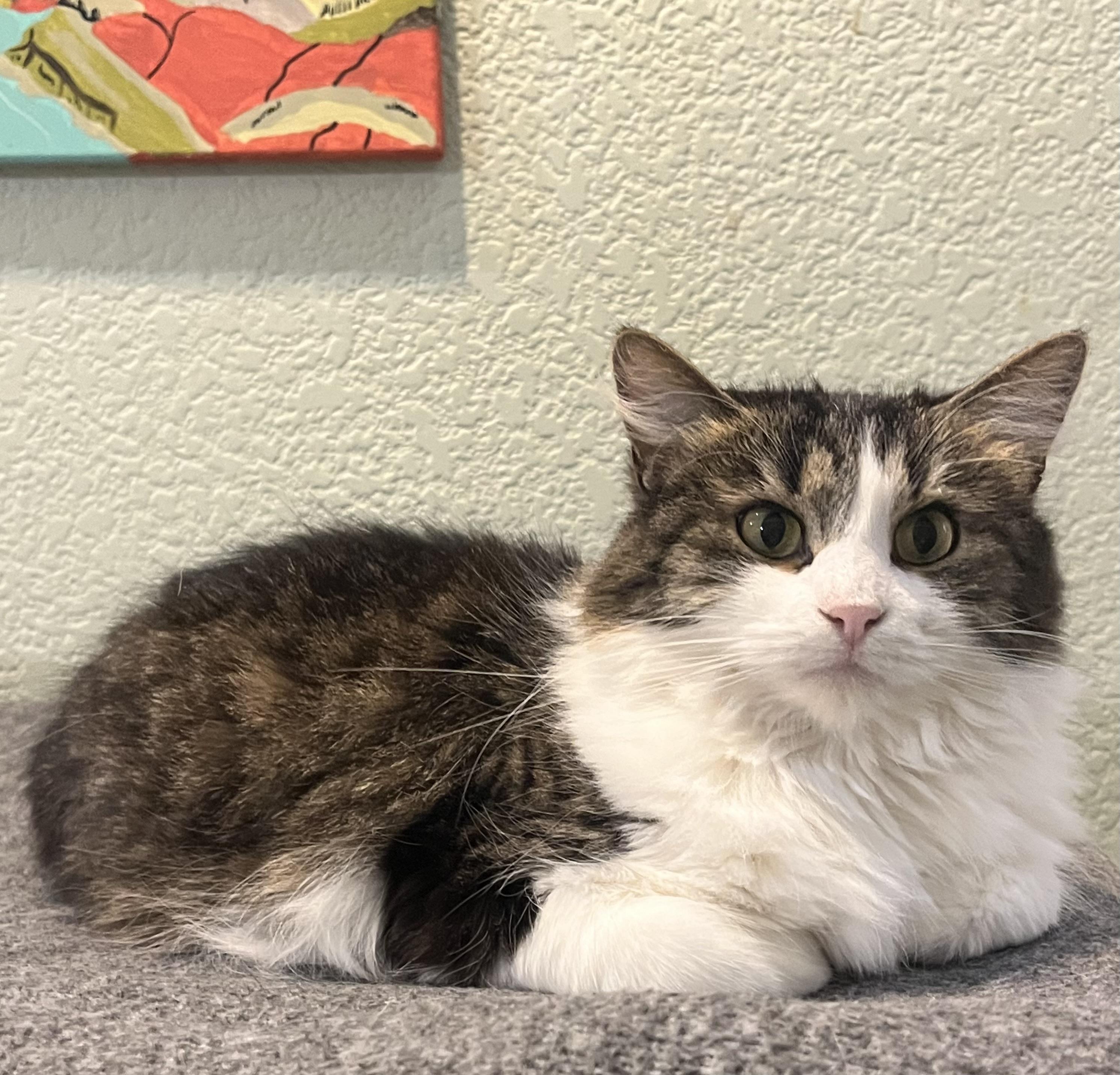 Lacey, a Adoptable Domestic Medium Hair in Moline, IL image 2/5