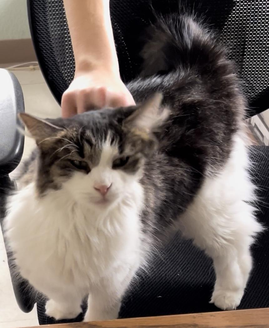 Lacey, a Adoptable Domestic Medium Hair in Moline, IL image 1/5