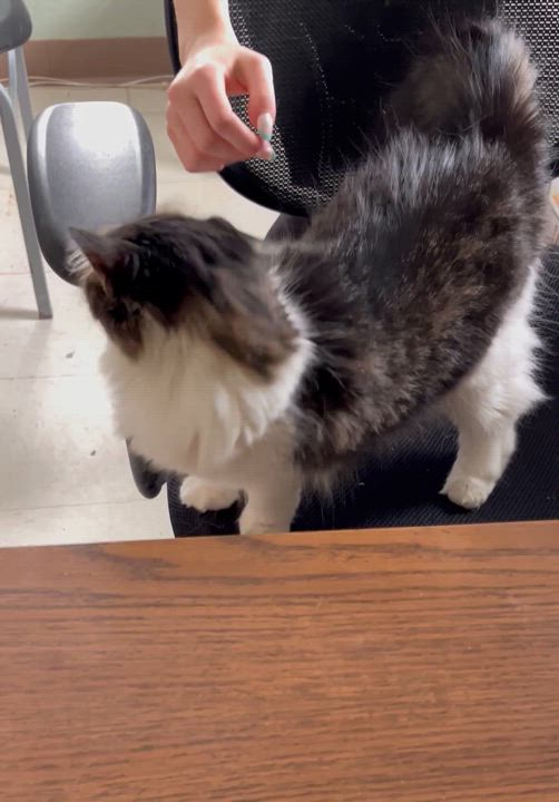 Enlarge Lacey, a Adoptable Domestic Medium Hair in Moline, IL video 4/5