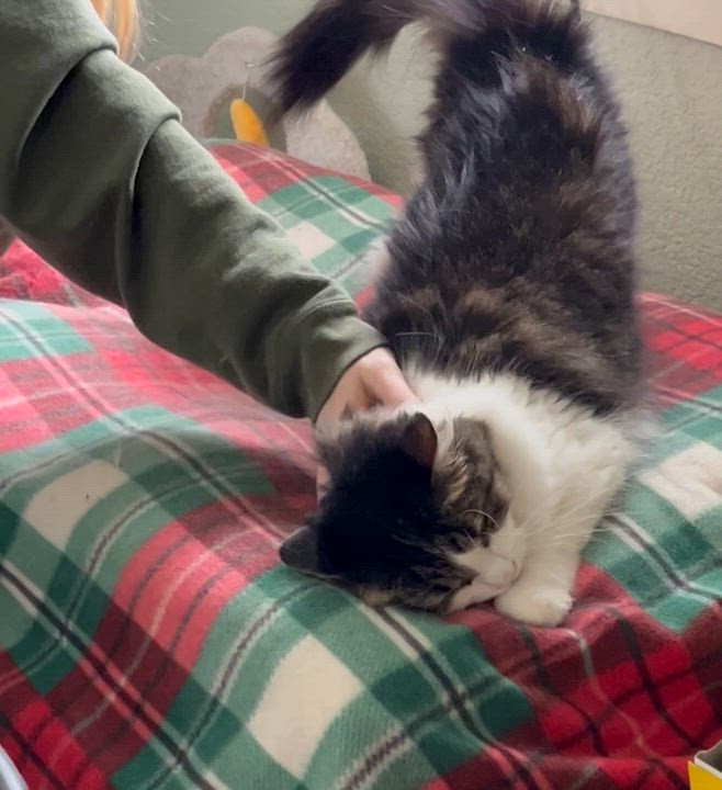 Enlarge Lacey, a Adoptable Domestic Medium Hair in Moline, IL video 3/5