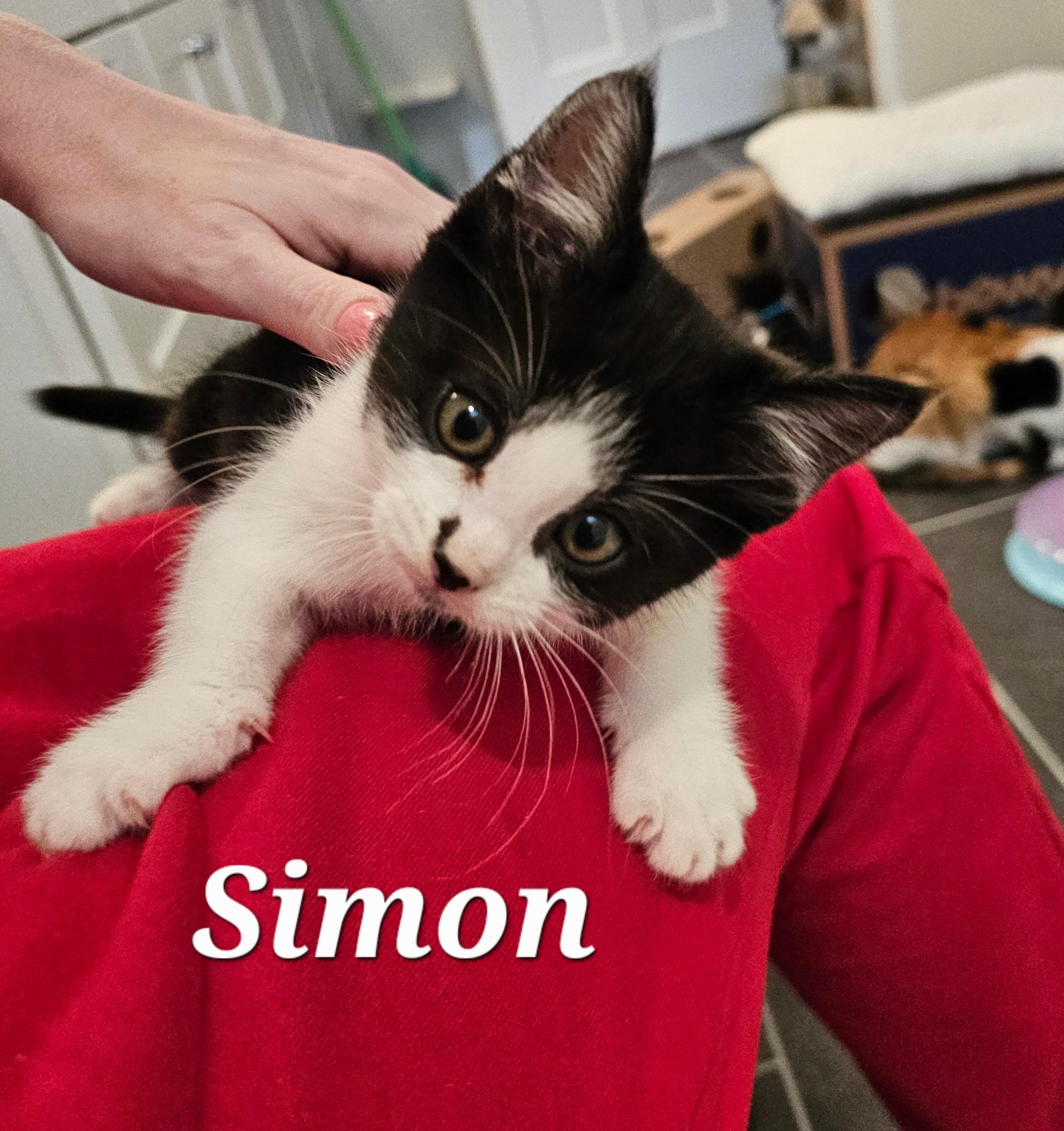 Enlarge Simon, a ADOPTABLE Domestic Short Hair in Pasco, WA image 1/2