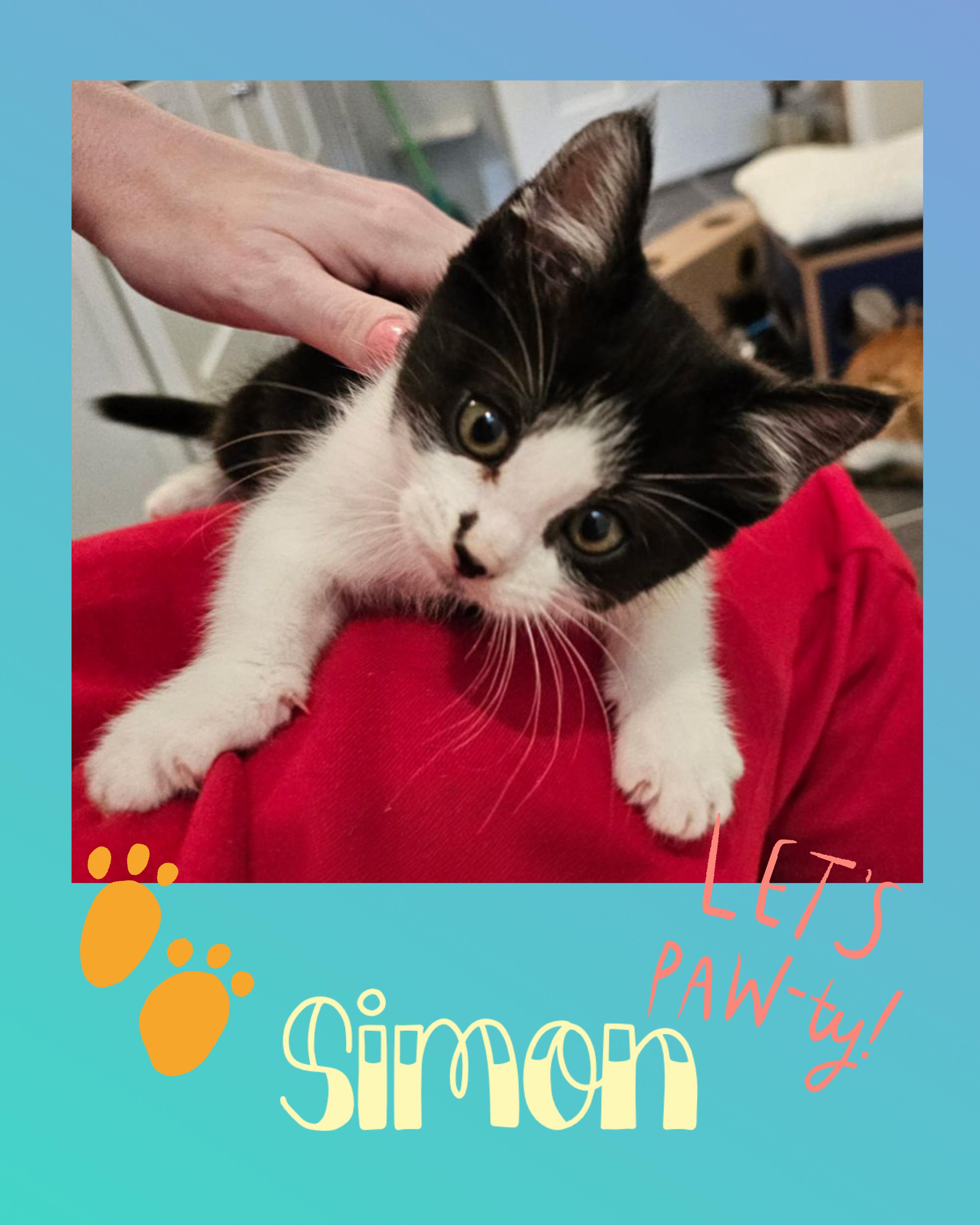 Enlarge Simon, a ADOPTABLE Domestic Short Hair in Pasco, WA image 2/2