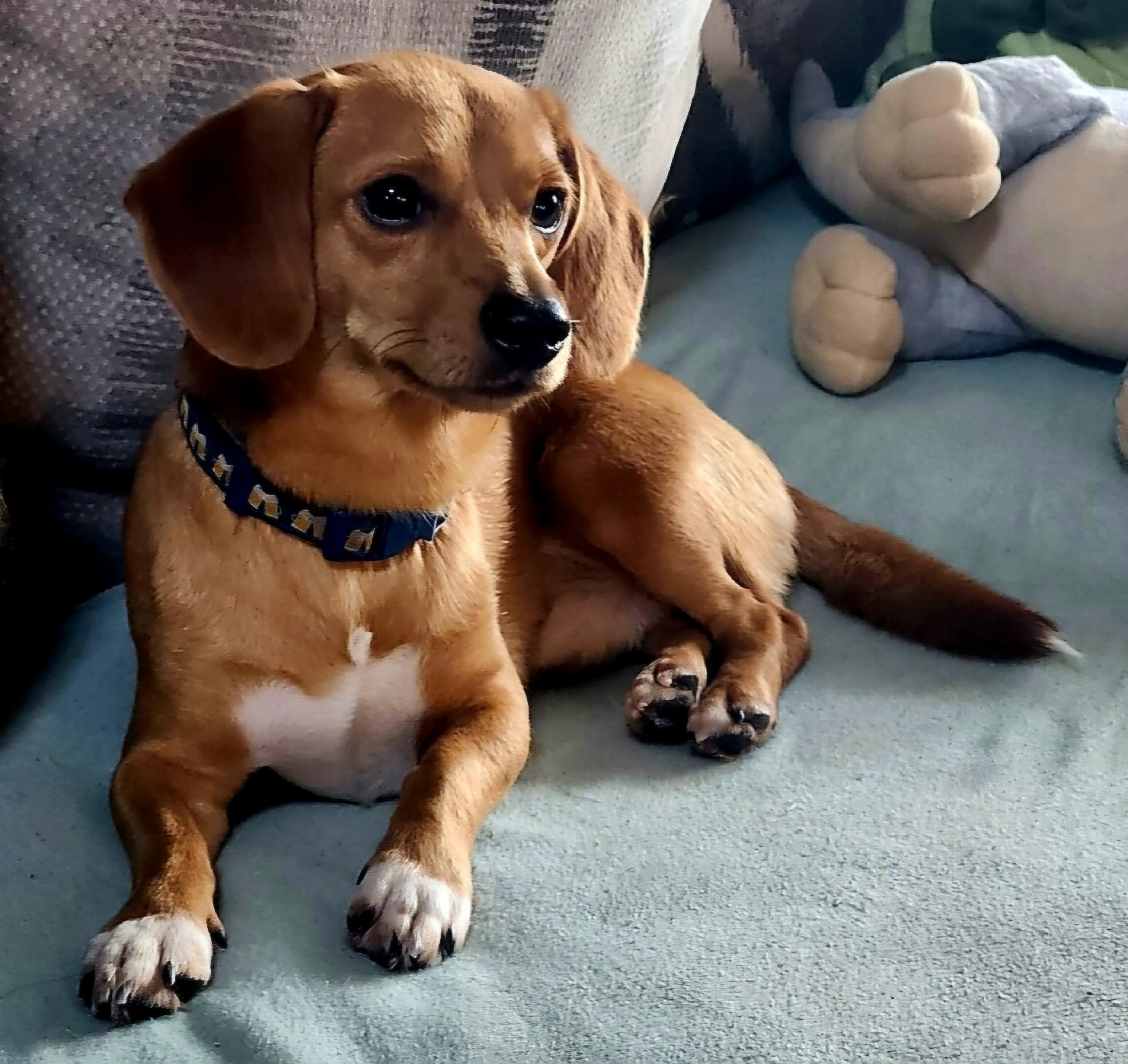 Dog for adoption Socks, a Chihuahua & Dachshund Mix in Melrose, FL