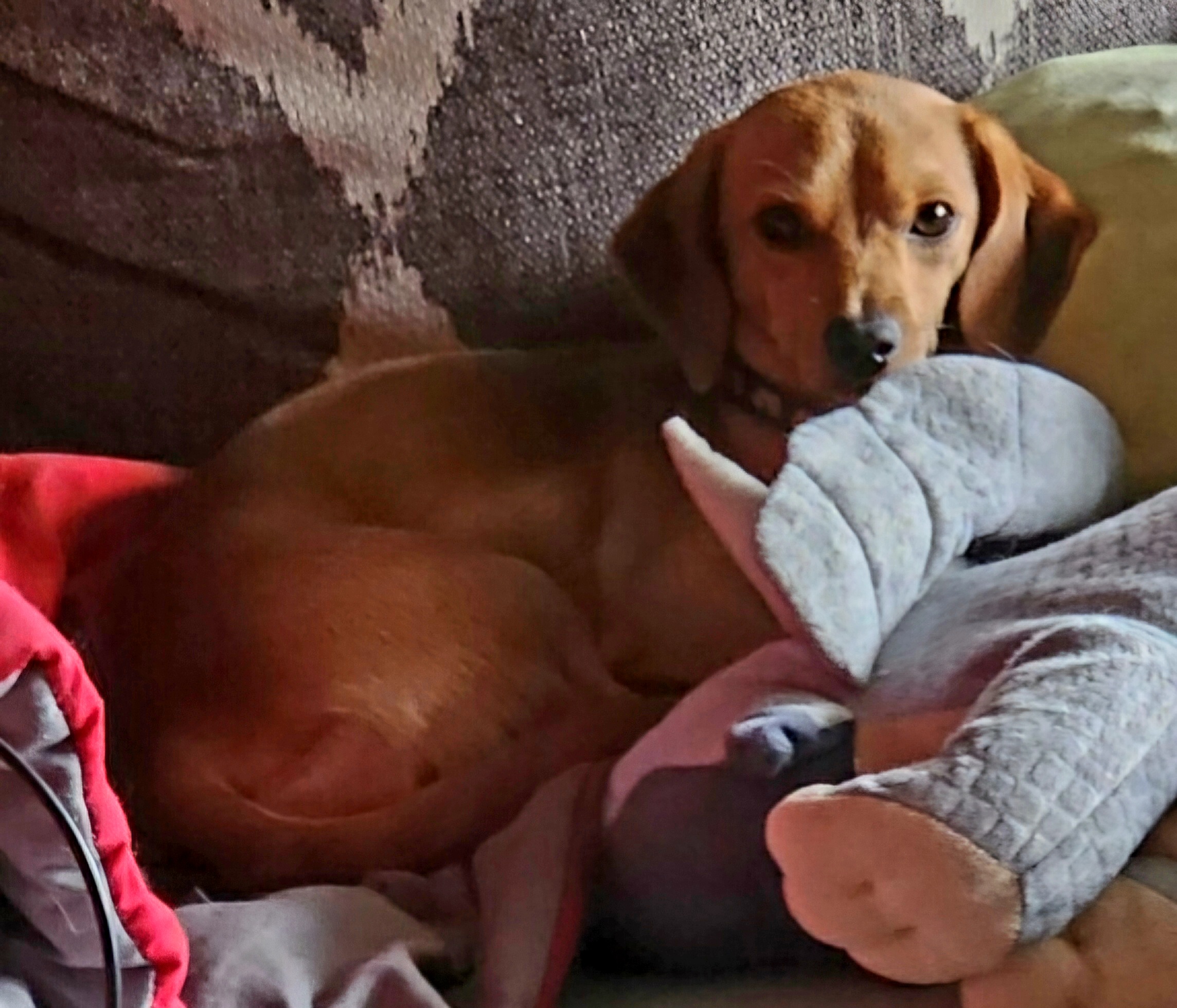 Dog for adoption Socks, a Chihuahua & Dachshund Mix in Melrose, FL