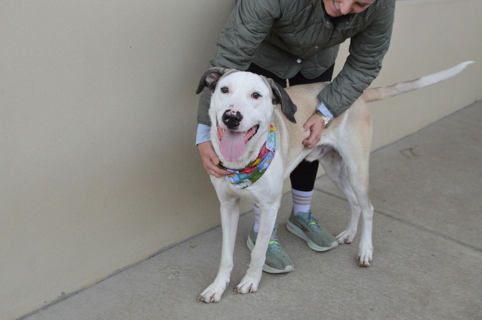 Enlarge Norbert, a Adopted Great Dane in McKinney, TX image 1/3