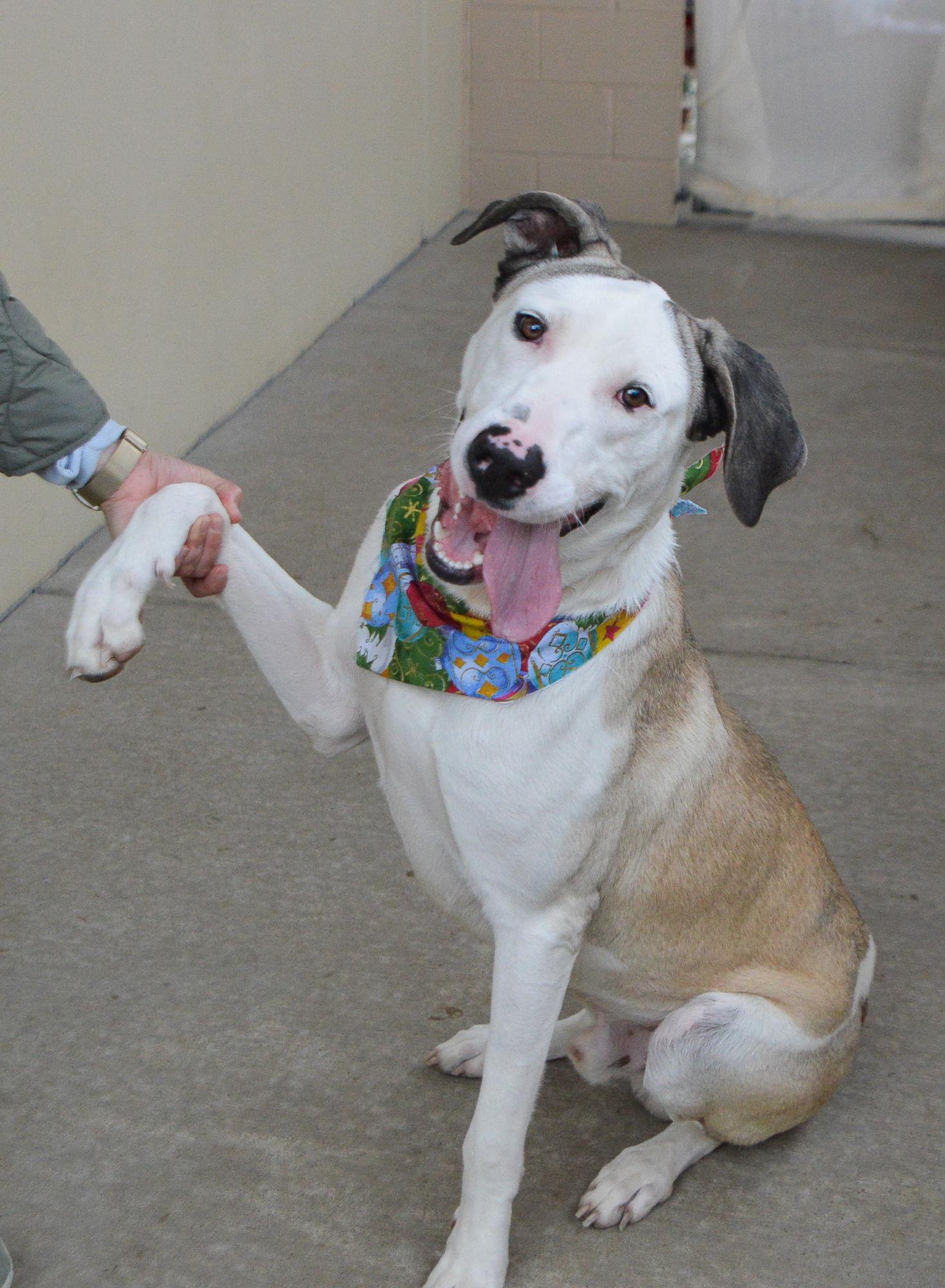 Enlarge Norbert, a Adopted Great Dane in McKinney, TX image 2/3