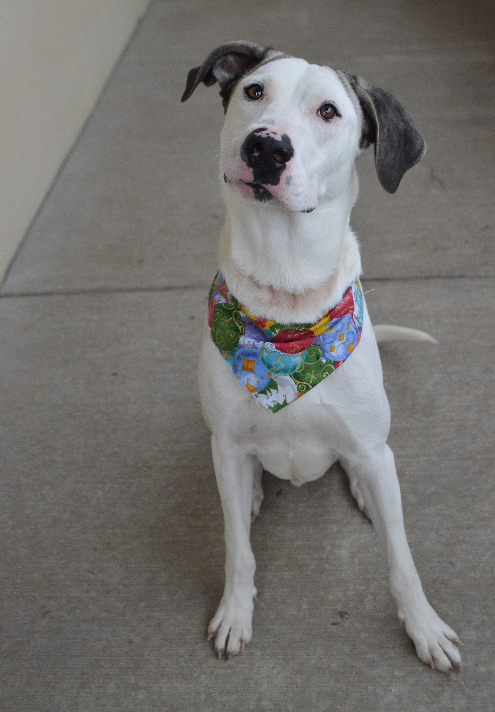 Enlarge Norbert, a Adopted Great Dane in McKinney, TX image 3/3