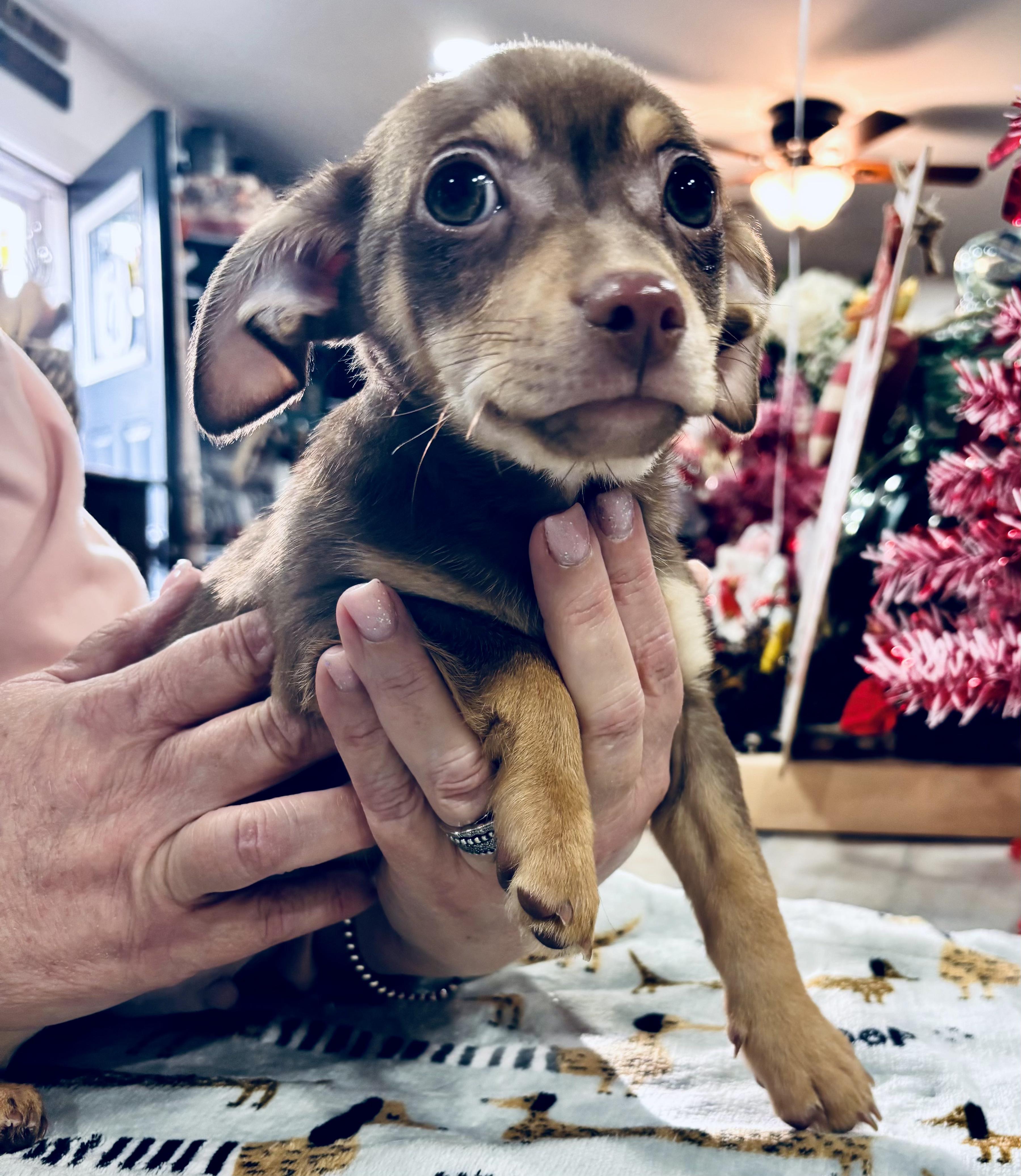 Enlarge Rylie, a Adopted mixed breed in Forked River, NJ image 1/2