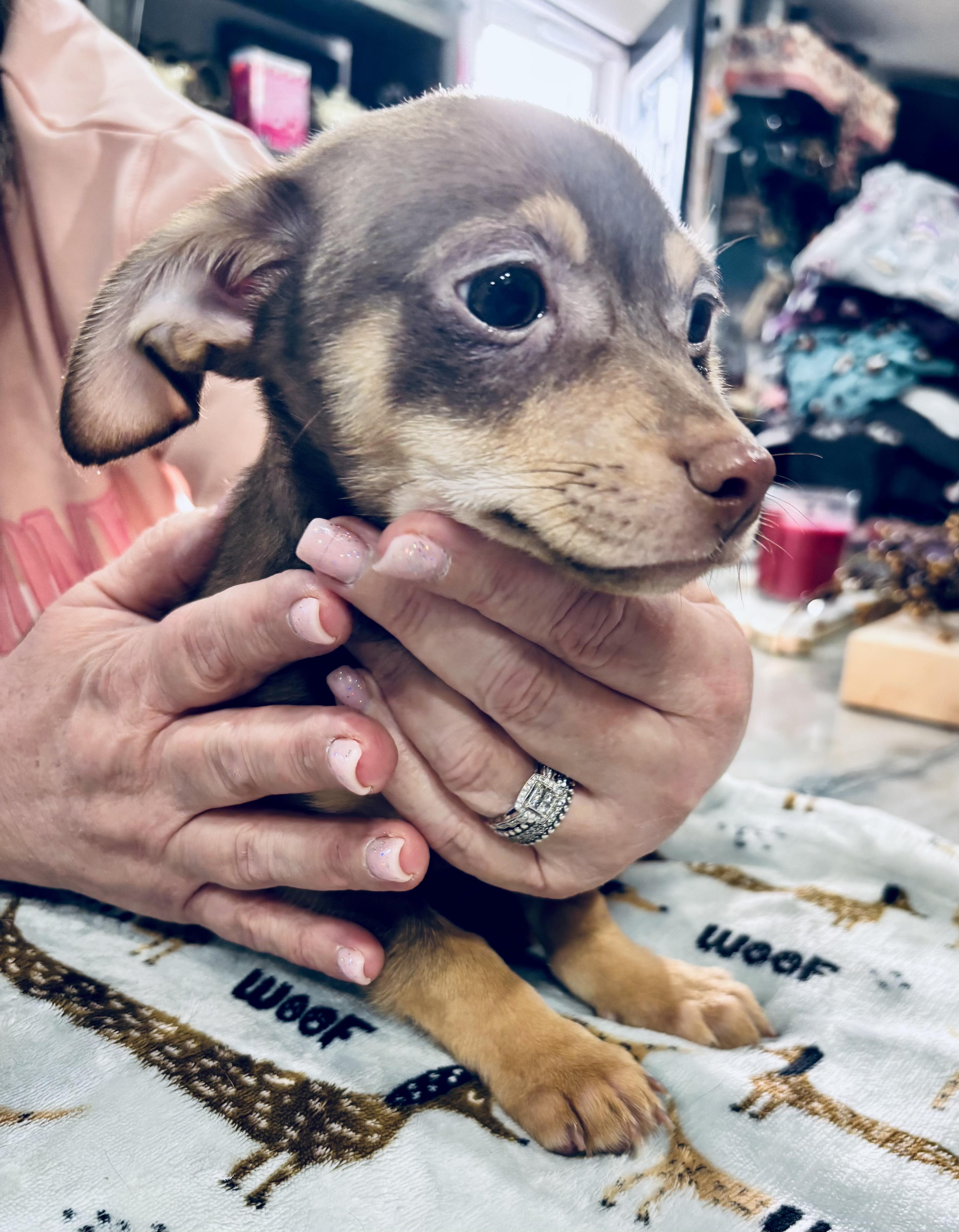 Enlarge Rylie, a Adopted mixed breed in Forked River, NJ image 2/2