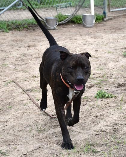 Enlarge Tank, a ADOPTABLE mixed breed in Inverness, FL image 3/3