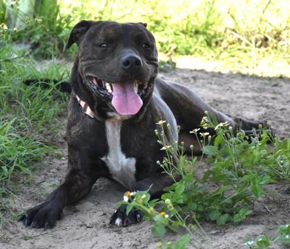 Enlarge Tank, a ADOPTABLE mixed breed in Inverness, FL image 1/3