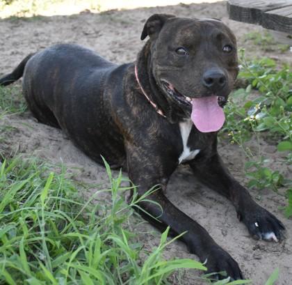 Enlarge Tank, a ADOPTABLE mixed breed in Inverness, FL image 2/3
