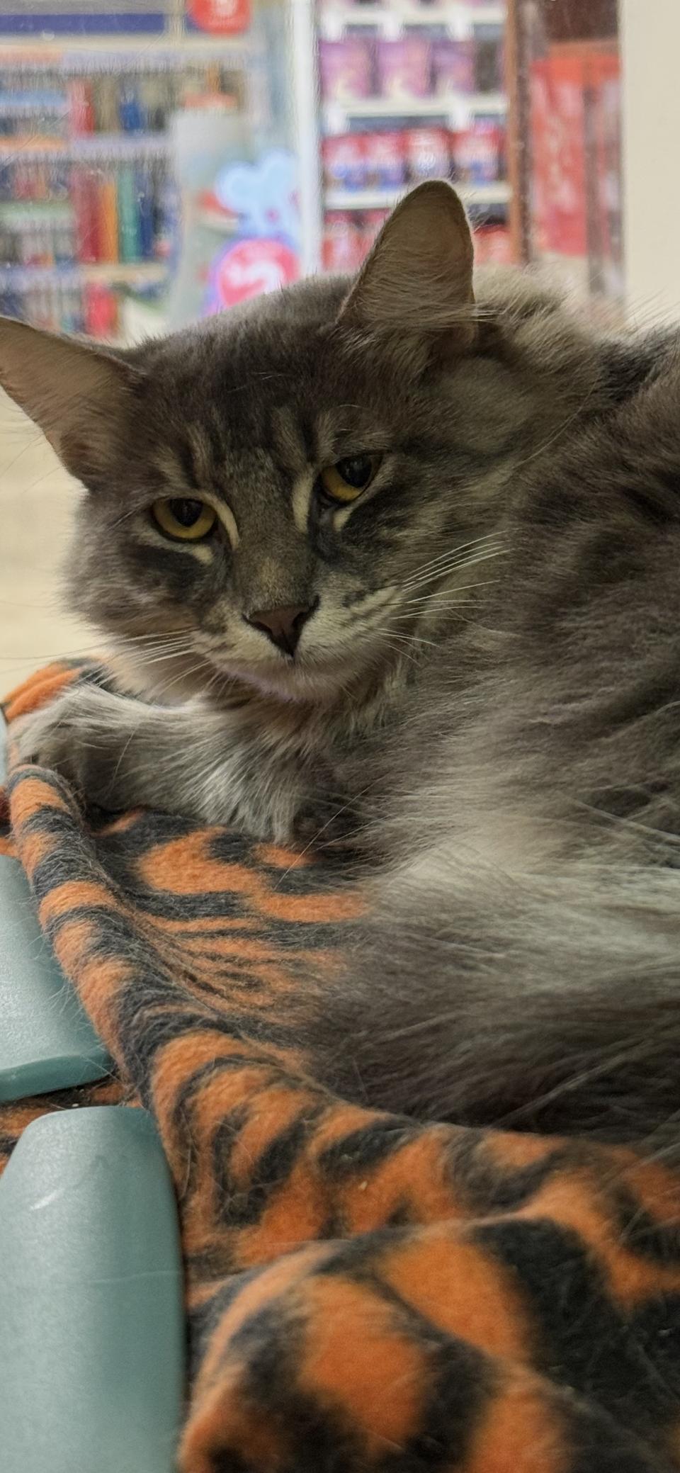 Sheba, a Adoptable Domestic Long Hair in Scottsdale, AZ image 1/2