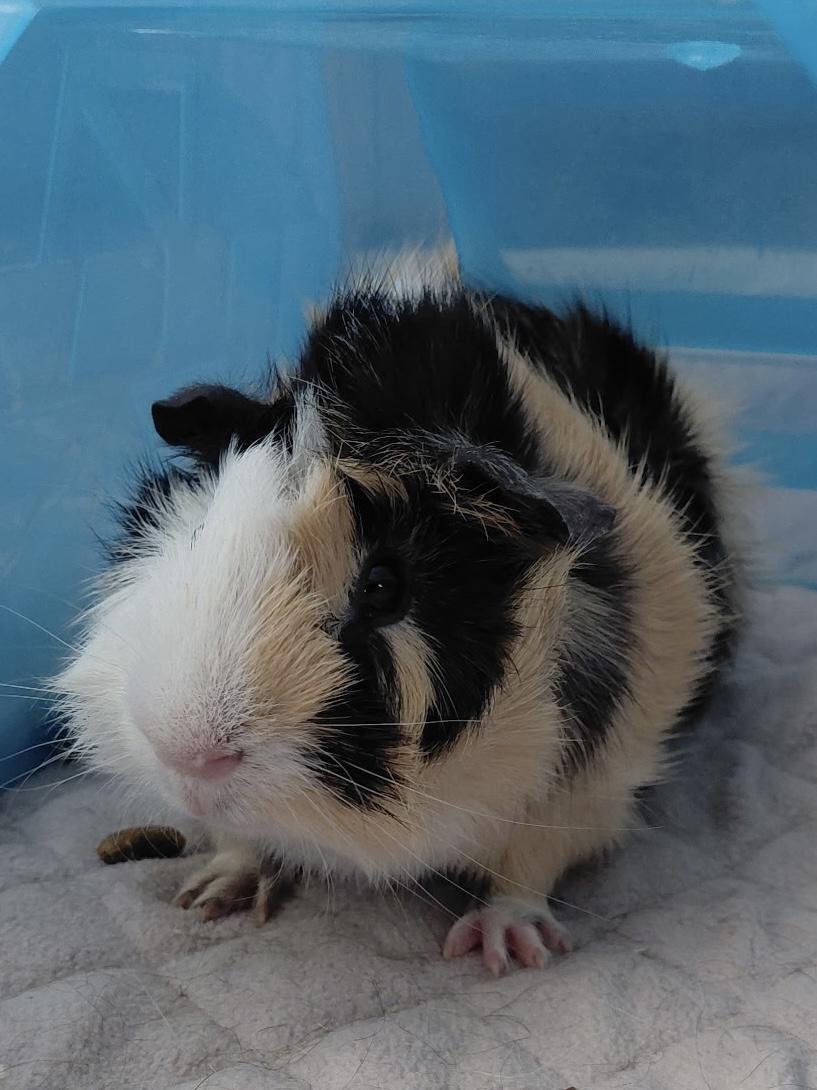 Enlarge Tiga and Moka, a Adoptable Abyssinian in Wellington, CO image 1/4