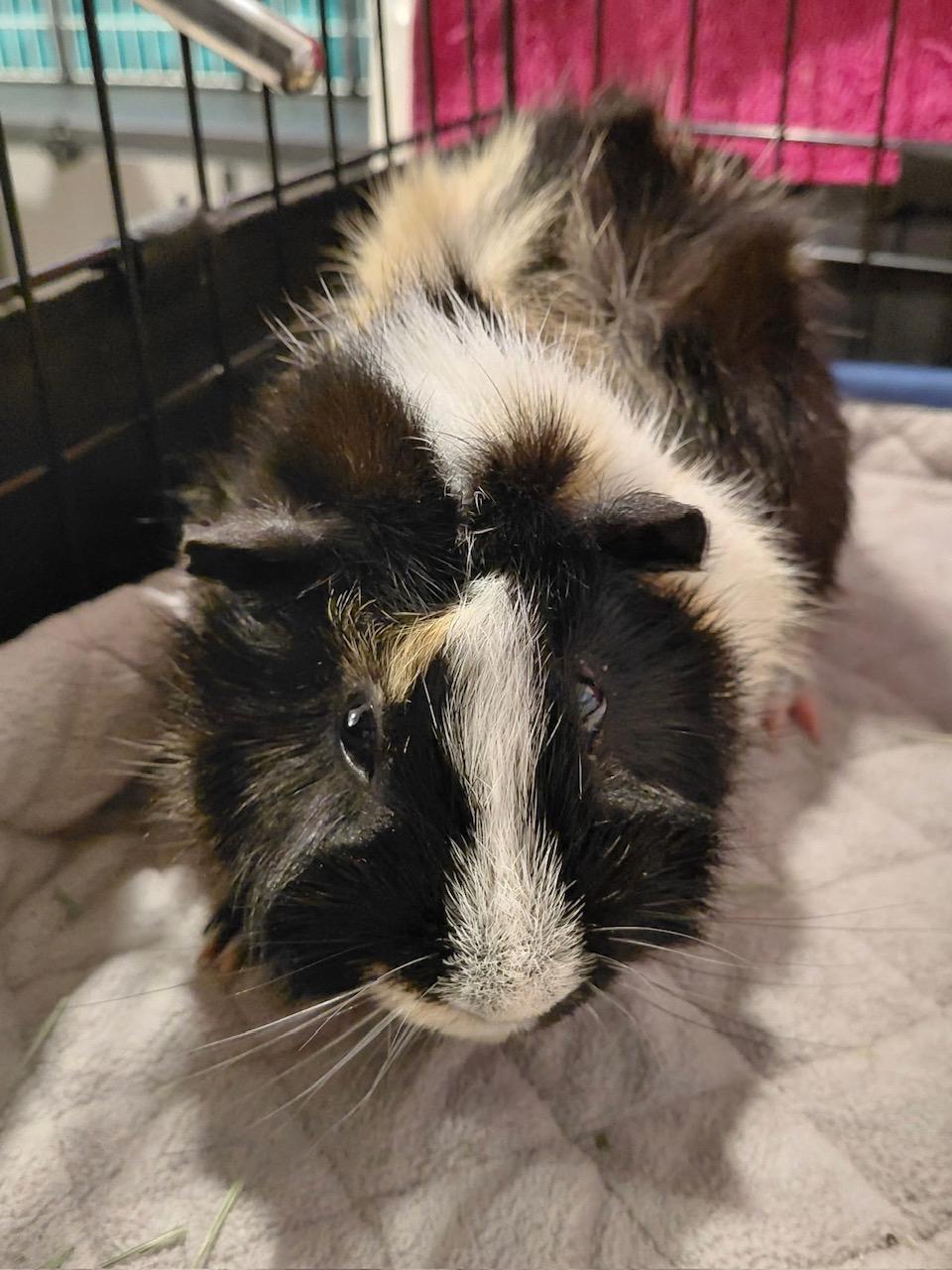 Enlarge Tiga and Moka, a Adoptable Abyssinian in Wellington, CO image 2/4