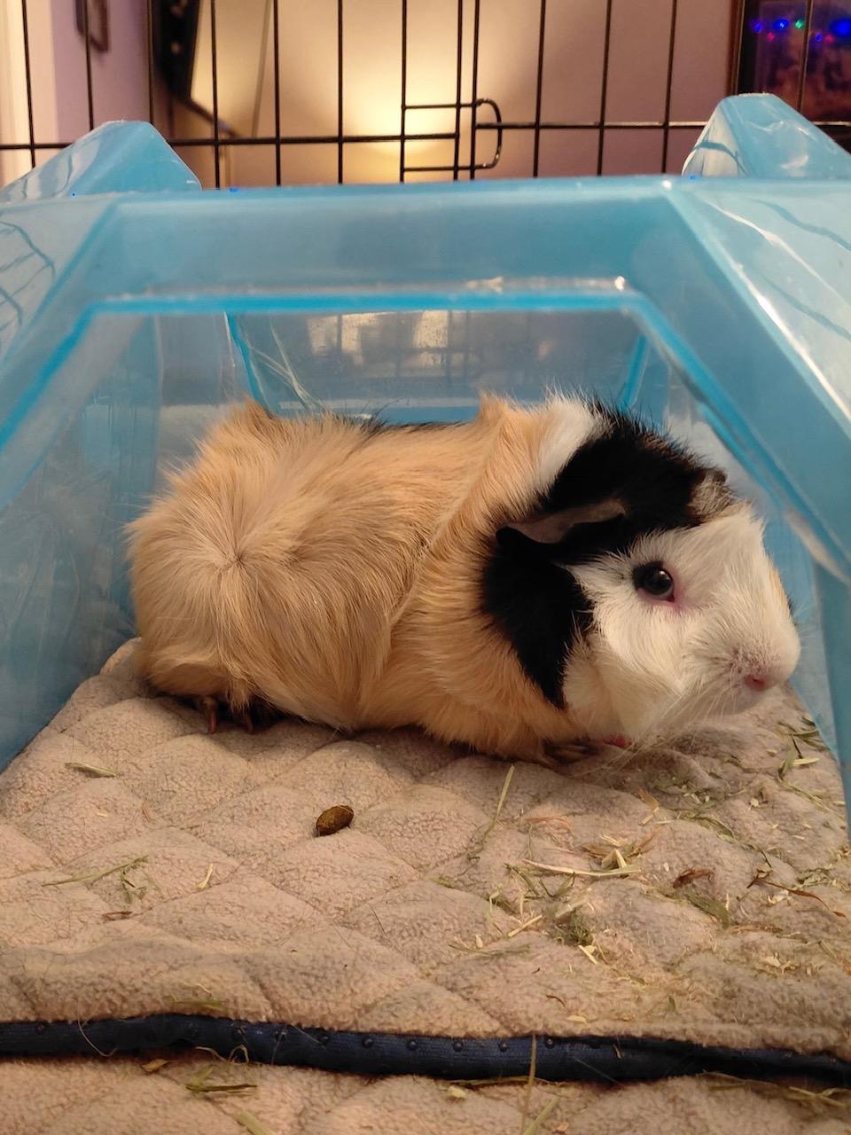 Enlarge Tiga and Moka, a Adoptable Abyssinian in Wellington, CO image 4/4