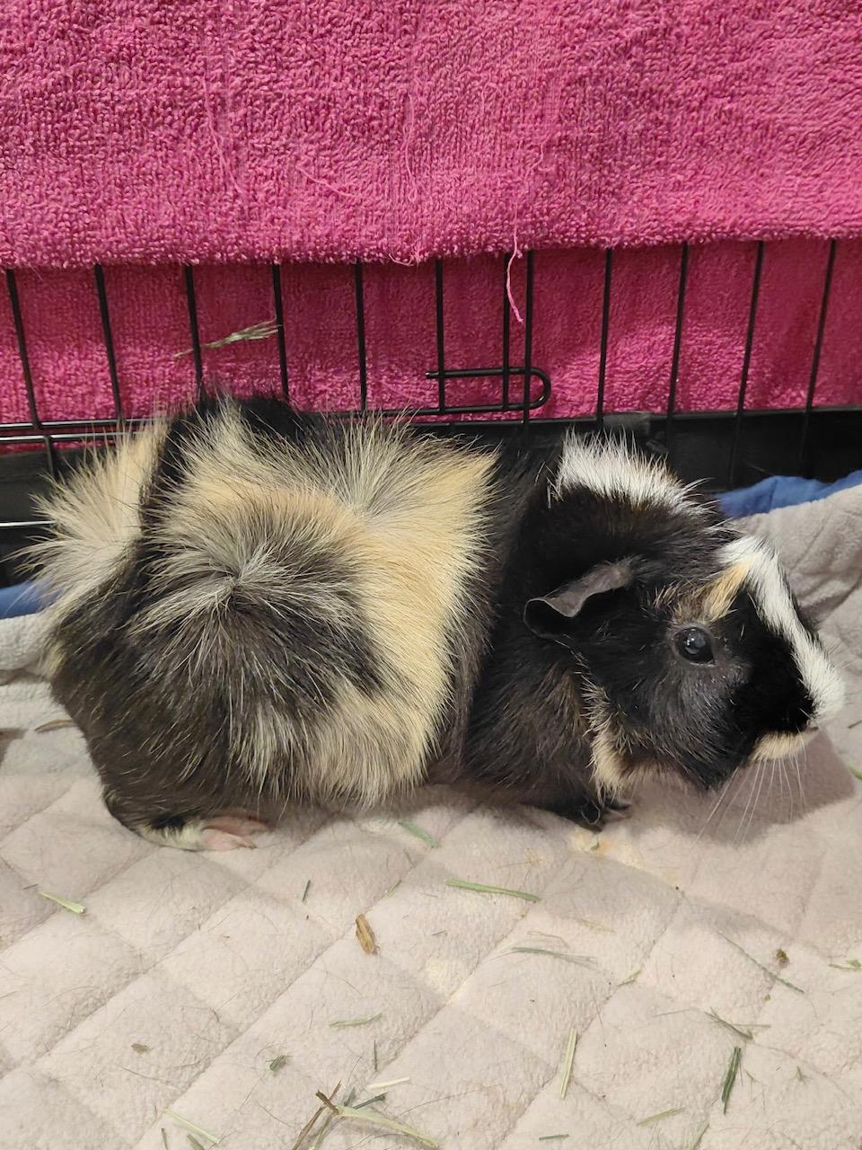 Enlarge Tiga and Moka, a Adoptable Abyssinian in Wellington, CO image 3/4