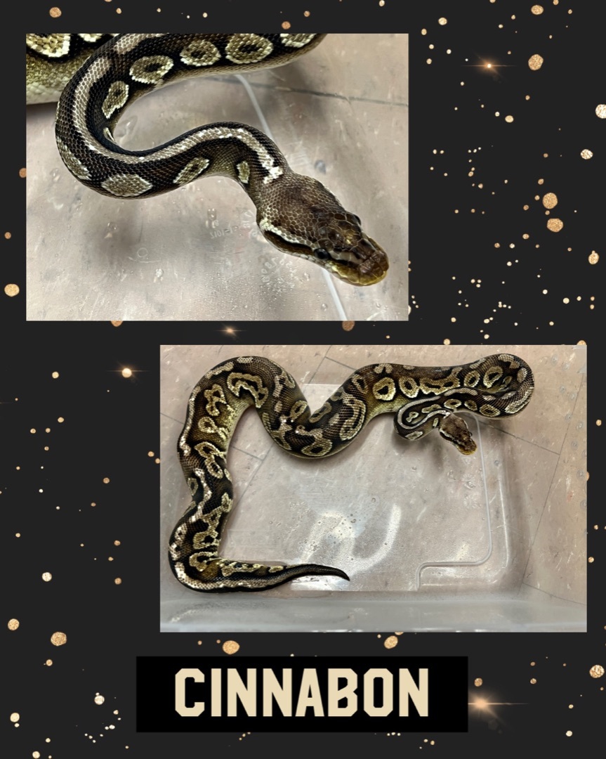Cinnabon