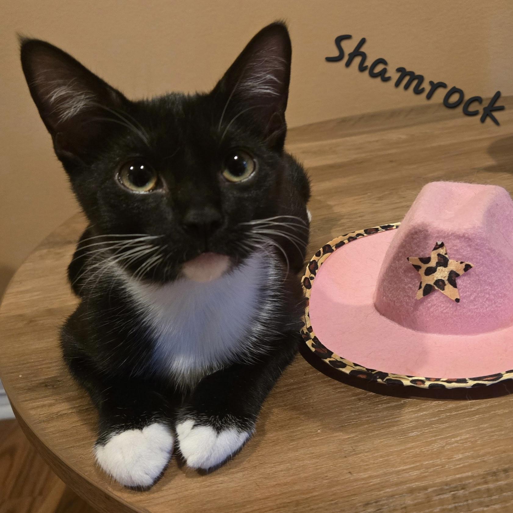 Shamrock, adoptable, Kitten Female Domestic Short Hair.