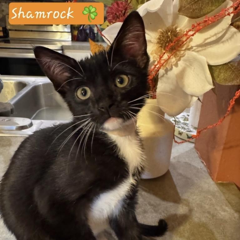 Shamrock, an adoption pending Domestic Short Hair in Bentonville, AR image 2/2